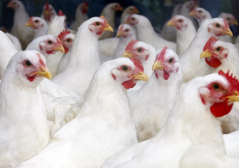 Federal Experts Talk Bird Flu ‘What Ifs’ in WebMD Live Event